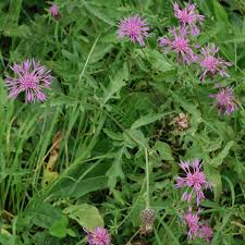 Attēlu rezultāti vaicājumam “Centaurea scabiosa fruit”