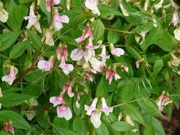 Attēlu rezultāti vaicājumam “Lathyrus vernus bud”
