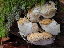 Attēlu rezultāti vaicājumam “Postia ptychogaster”