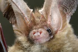 Attēlu rezultāti vaicājumam “Plecotus auritus”