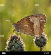 Attēlu rezultāti vaicājumam “Maniola jurtina female”