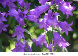 Attēlu rezultāti vaicājumam “Campanula latifolia”