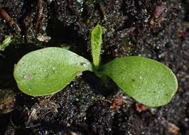 Attēlu rezultāti vaicājumam “Cirsium oleraceum leaf”