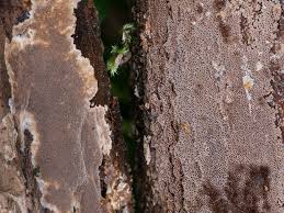 Attēlu rezultāti vaicājumam “Phellinus ferruginosus”