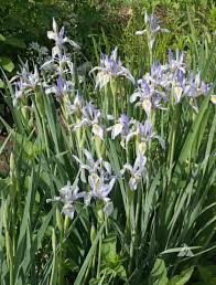 Image result for Iris