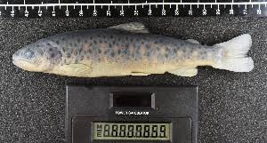 Image result for Salmo ciscaucasicus