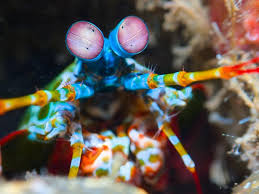 Attēlu rezultāti vaicājumam “Dianema nivale macro”