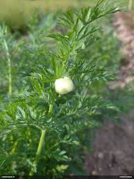 Attēlu rezultāti vaicājumam “Badhamia lilacina sessile”