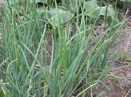 Attēlu rezultāti vaicājumam “Allium cepa”