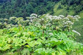 Attēlu rezultāti vaicājumam “Heracleum sosnowskyi”