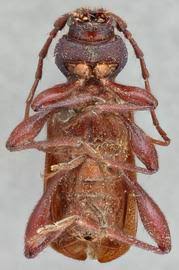 Attēlu rezultāti vaicājumam “Callidium violaceum”