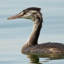 Attēlu rezultāti vaicājumam “Podiceps cristatus juvenile”