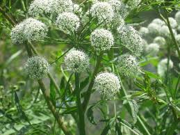 Attēlu rezultāti vaicājumam “Cicuta virosa”