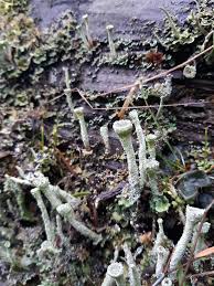 Attēlu rezultāti vaicājumam “Cladonia fimbriata”