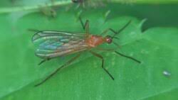 Attēlu rezultāti vaicājumam “Empis sp.”