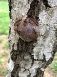 Attēlu rezultāti vaicājumam “Reticularia lycoperdon”