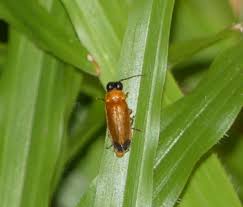 Attēlu rezultāti vaicājumam “Lampyridae”