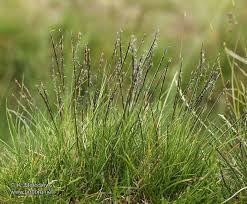 Attēlu rezultāti vaicājumam “Nardus stricta fruit”