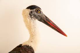 Attēlu rezultāti vaicājumam “Ciconia ciconia juvenile”