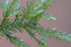 Attēlu rezultāti vaicājumam “Thamnobryum alopecurum”