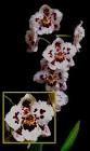 Odontoglossum (O
dm.) Hybrid An ...
