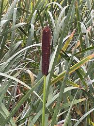 Attēlu rezultāti vaicājumam “Typha latifolia leaf”