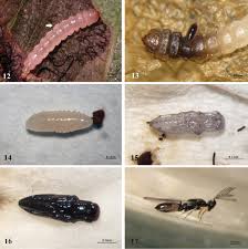 Attēlu rezultāti vaicājumam “Phronia sp. larva”