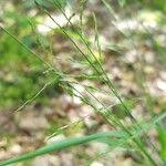 Attēlu rezultāti vaicājumam “Poa nemoralis leaf”