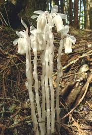 Attēlu rezultāti vaicājumam “Plantago uniflora flower”