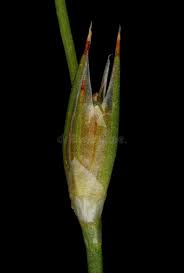 Attēlu rezultāti vaicājumam “Juncus bufonius bud”