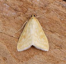 Attēlu rezultāti vaicājumam “Sitochroa verticalis”