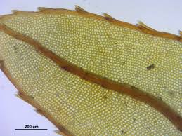 Attēlu rezultāti vaicājumam “Mnium lycopodioides”