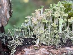 Attēlu rezultāti vaicājumam “Cladonia fimbriata”