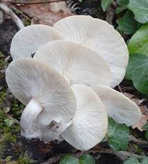 Attēlu rezultāti vaicājumam “Hypsizygus ulmarius”