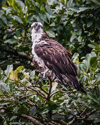 Attēlu rezultāti vaicājumam “Pandion haliaetus”