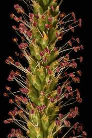 Attēlu rezultāti vaicājumam “Plantago major flower”