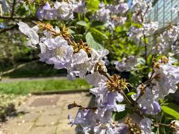 Image result for The Polytechnic Rambling Club