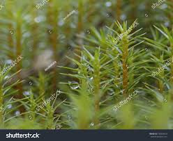 Attēlu rezultāti vaicājumam “Polytrichum strictum”