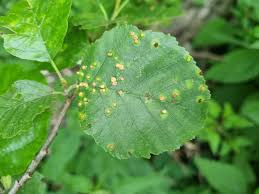 Attēlu rezultāti vaicājumam “Eriophyes laevis”