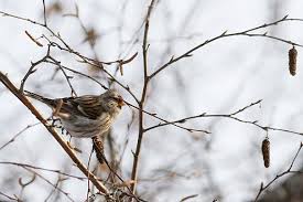 Attēlu rezultāti vaicājumam “Carduelis cannabina”