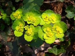 Attēlu rezultāti vaicājumam “Chrysosplenium alternifolium flower”