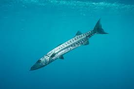 Image result for Sphyraena barracuda