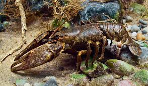 Attēlu rezultāti vaicājumam “Astacus astacus”