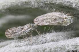 Attēlu rezultāti vaicājumam “Trioza dispar”