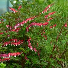 Image result for tränendes Herz