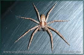 Attēlu rezultāti vaicājumam “Philodromus sp.”