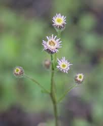 Attēlu rezultāti vaicājumam “Erigeron acris flower”
