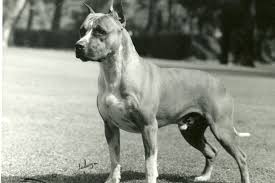 Image result for Staffordshire Stallions