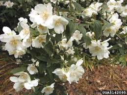 Attēlu rezultāti vaicājumam “Philadelphus coronarius flower”