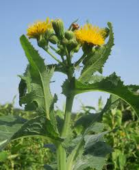Attēlu rezultāti vaicājumam “Sonchus arvensis subsp. uliginosus flower”